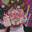 ZRavenous