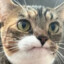 Sneercat