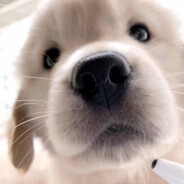 老六你要老婆不要？