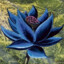 Black Lotus