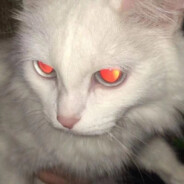 保持肥胖才能玩好原神