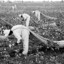 Cotton pickers