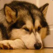 ChavStalker - steam id 76561197963198181