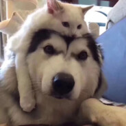 能力越小责任越小