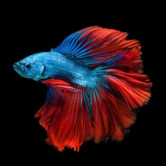 BETTA