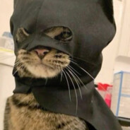 batcat