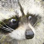 Raccoon(x21) (REFORMED)