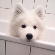 Dolph-