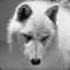 Arctic Wolf