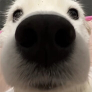 粑粑人