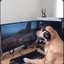 Gamingdog