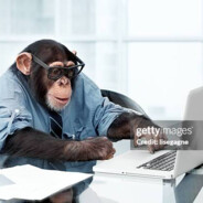 CEO of Monkey business