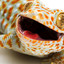 Geckos4dawin