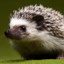 Hedgehog12