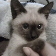 🫦 - steam id 76561198937655423