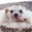 ʕ•́ᴥ•̀ʔっ