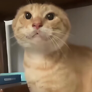 哈哈哈哈气基米