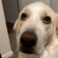Kora