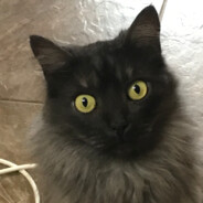 Sonya Rostova.🌈 - steam id 76561199233775378