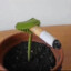 sr_plantita