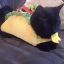 tacocat