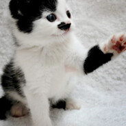 *Kitler*