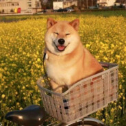 油菜花狗头少年