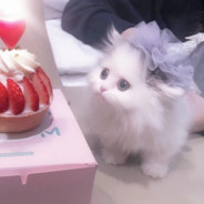 狗崽崽的美少女