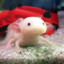 axolotlsam