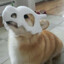 CorgiCommander