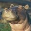 Skeptical Hippo