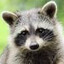 Raccoon