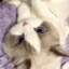 猫左猫右