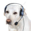 Dog with a headsets