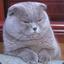 FluffyMcWhiskers