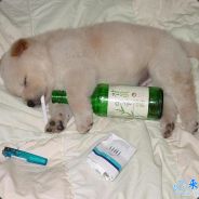 中海丶海中海