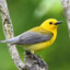 YellowSongBird