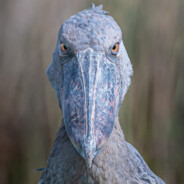 shoebill