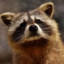 BROWN RACCOON:EXE