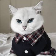 Deli Kedi avatar
