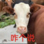 你好牛啊