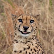 Cheetas