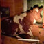 Cow roommate