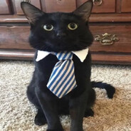 CulturalCat