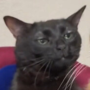 ghost of mau_7 's avatar