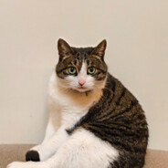 你爸爸洗头Trace