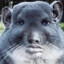 chadchilla