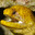 Malignant_Eel