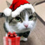 MR cat