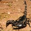 Scorpionidae